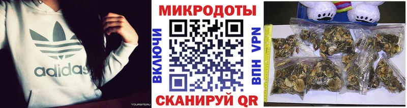 omg ССЫЛКА  Городище  Псилоцибиновые грибы GOLDEN TEACHER 